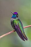 Talamanca Hummingbird