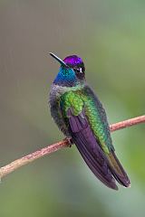 Talamanca Hummingbird