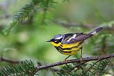 Magnolia Warbler