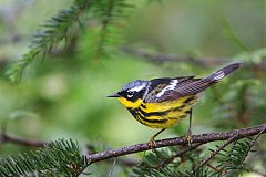 Magnolia Warbler