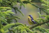 Magnolia Warbler