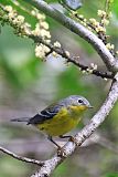 Magnolia Warbler