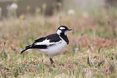 Magpie-lark