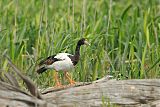 Magpie Gooseborder=