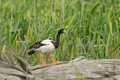 Magpie Goose