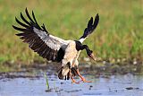 Magpie Goose