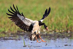 Magpie Goose