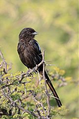 Magpie Shrike