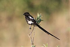 Magpie Shrike