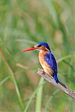 Malachite Kingfisher