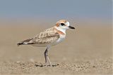 Malaysian Plover