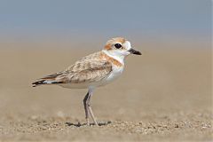 Malaysian Plover