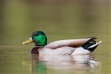 Mallardborder=