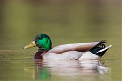 Mallard