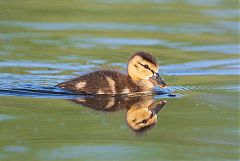 Mallard