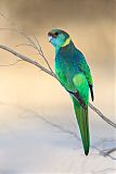 Australian Ringneck