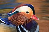 Mandarin Duckborder=