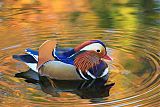 Mandarin Duckborder=