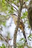 Mangrove Cuckoo