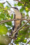 Mangrove Cuckoo