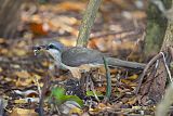 Mangrove Cuckooborder=