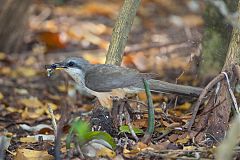 Mangrove Cuckoo