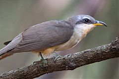 Mangrove Cuckoo