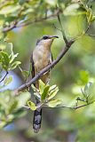 Mangrove Cuckoo