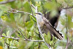 Mangrove Cuckoo