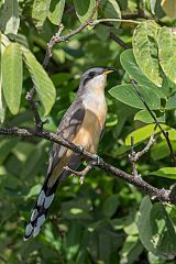 Mangrove Cuckoo