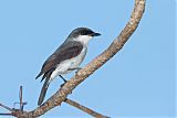 Mangrove Robin