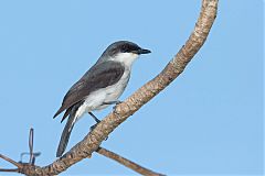 Mangrove Robin