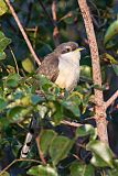 Mangrove Cuckoo