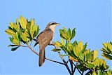 Mangrove Cuckooborder=