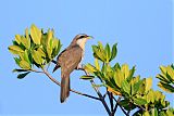 Mangrove Cuckoo