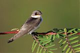 Mangrove Swallow