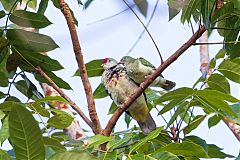 Many-colored Fruit-Dove