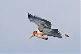 Marabou Stork