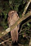 Marbled Frogmouth