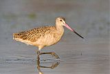 Marbled Godwit