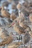 Marbled Godwit