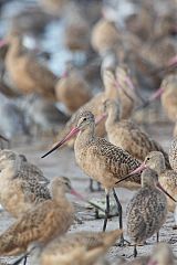 Marbled Godwit