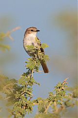 Marico Flycatcher