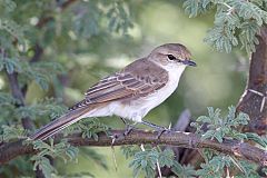 Marico Flycatcher