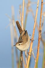 Marsh Wren