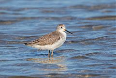 Marsh Sandpiper