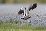 Masked Lapwing