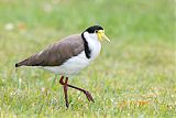 Masked Lapwing