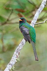 Masked Trogon