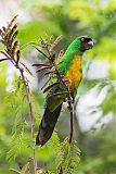 Masked Shining-Parrotborder=